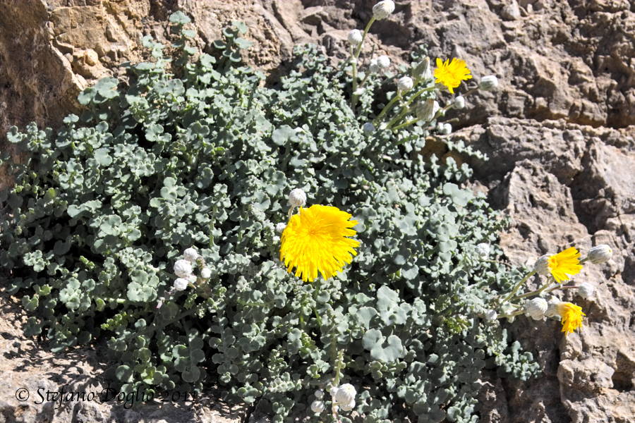 Sonchus masguindalii